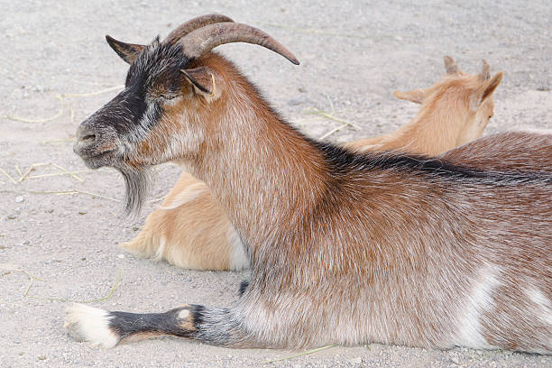 istock Brown goat in a farm 467244063