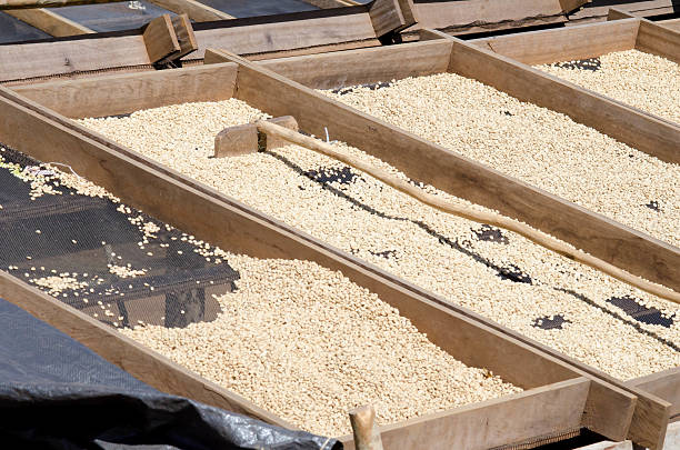 istock unroasted coffee grains drying with sun light in Laos 467244155