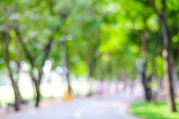 istock Blurred trees with bokeh in park background 467245276