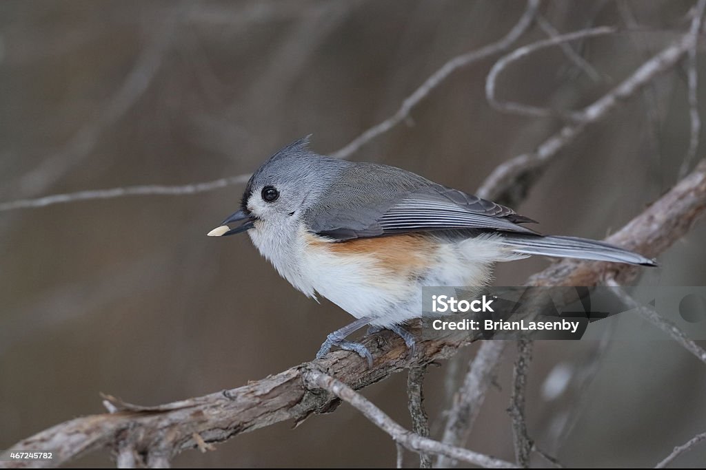 Tufted Titmouse Eating A Seed Stock Photo - Download Image Now - 2015, Animal, Animal Wildlife - iStock Tufted Titmouse Eating A Seed Stock Photo - Download Image Now - 2015, Animal, Animal Wildlife - iStock