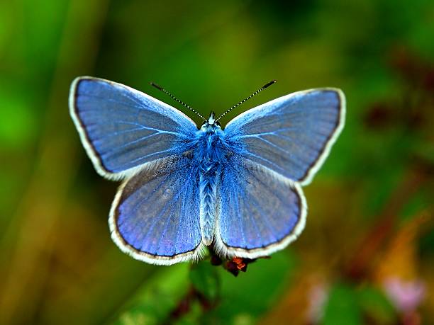 istock Male Adonis Blue Butterfly - Lysandra bellargus 467246671