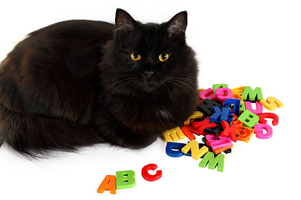 istock Alphabet letters and black cat on white background. 467246889