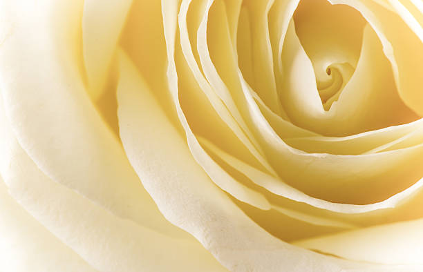 istock Natural tint yellow roses background 467246957
