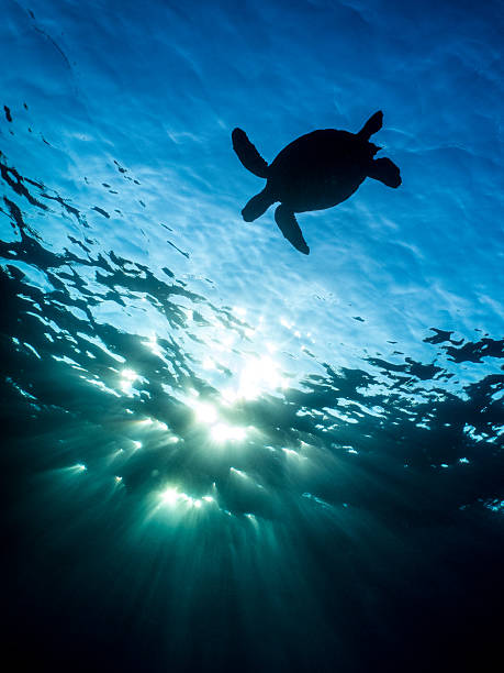 istock Hawaiian Sea Turtle Sillouette 467248122