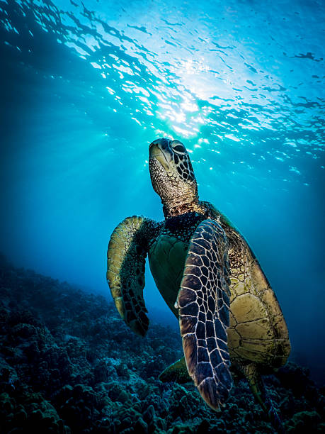 istock Sea Turtle Swimming Upwards with Sun in Background 467248136