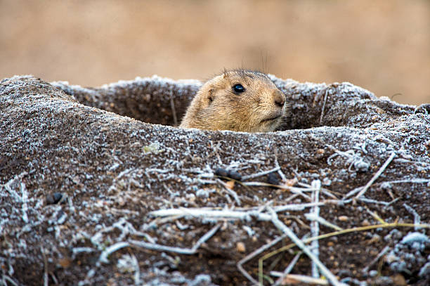 Prairie Dog Prairie Dog emerging from frost covered burrow burrow stock pictures, royalty-free photos & images