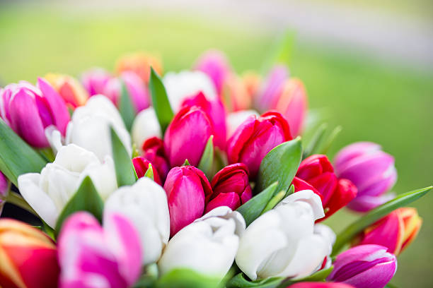 istock colorful tulips bouquet 467248246