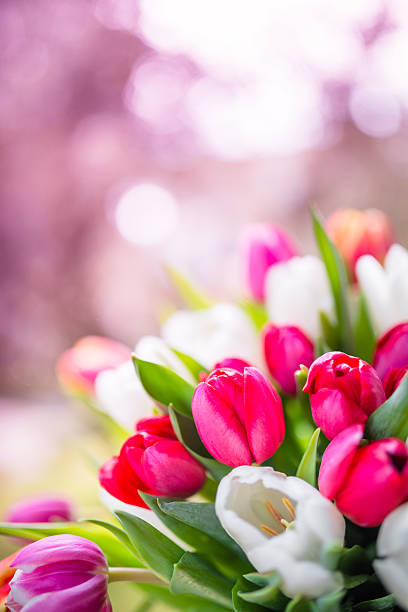 istock colorful tulips bouquet 467248250