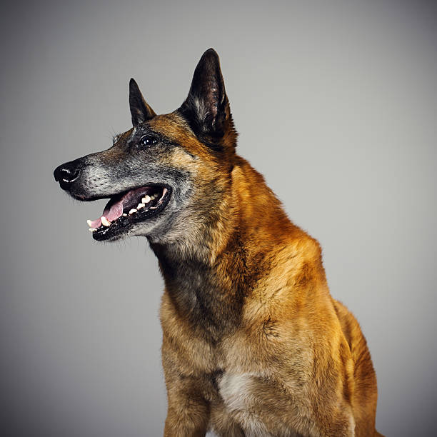istock Belgian Sheperd Malinois dog portrait looking to the side. 467248322