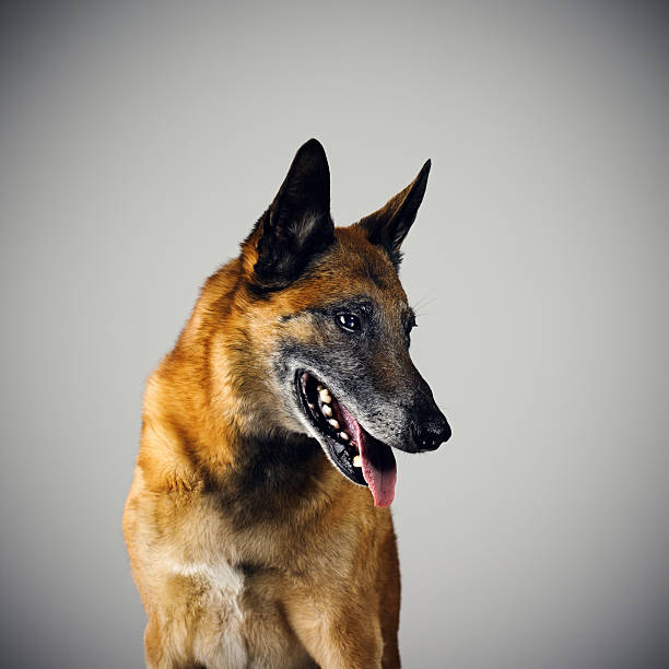 istock Belgian Sheperd Malinois dog portrait looking to the side. 467248364