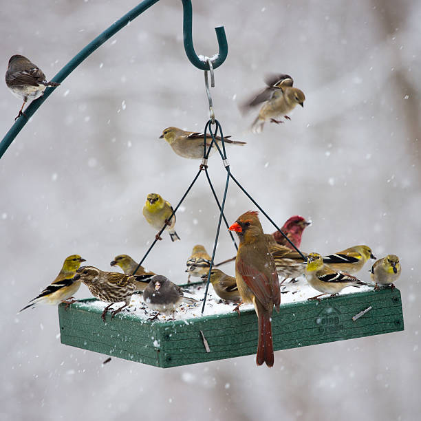 Downy woodpecker on seed bell