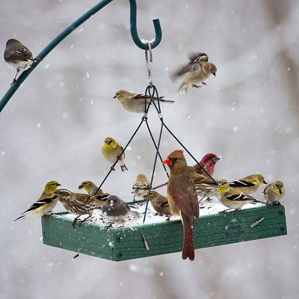 Birds Feeding at a Birdfeeder in a Snow Storm An assortment of birds feeding at a Mid-Atlantic platform bird feeder during a snow storm. bird feeder photos stock pictures, royalty-free photos & images