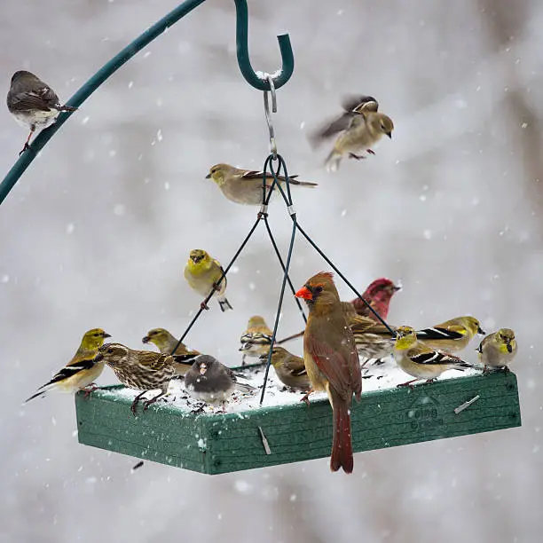 An assortment of birds feeding at a Mid-Atlantic platform bird feeder during a snow storm.
