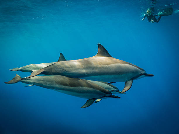 istock Underwater Spinner Dolphin Encounter in Hawaii 467249138