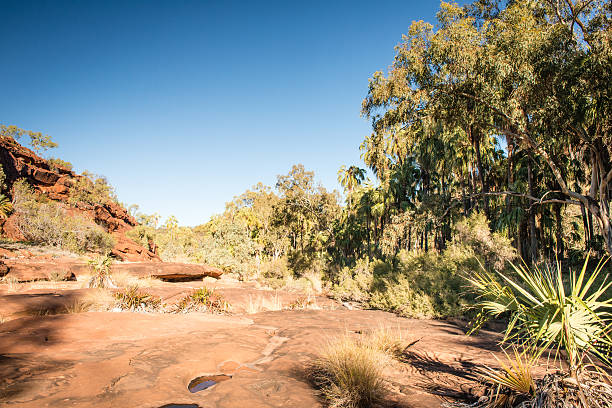 istock Red Palms, Palm Valley, Finke National Park 467249184