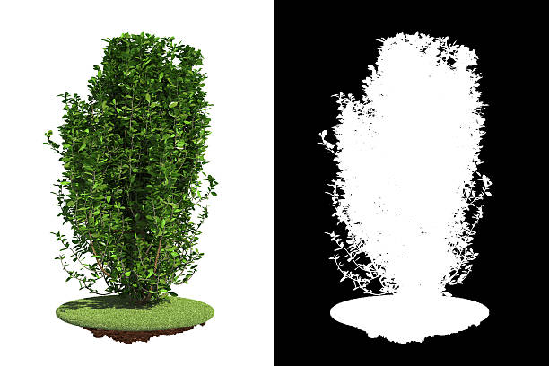 istock Green Bush Isolated on White Background. 467249503