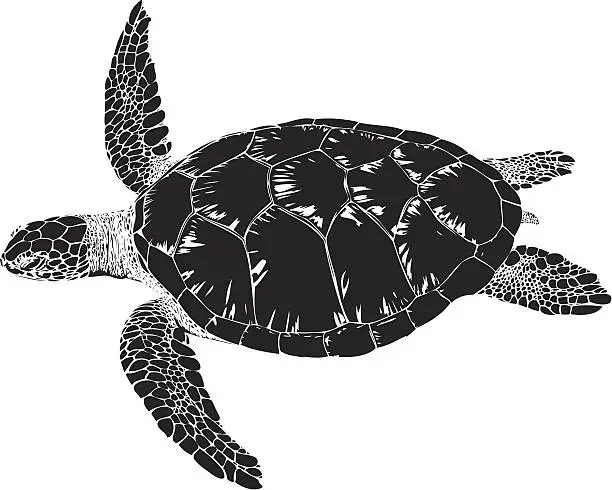 Vector illustration of Hawksbill sea turtle illustration in black lines