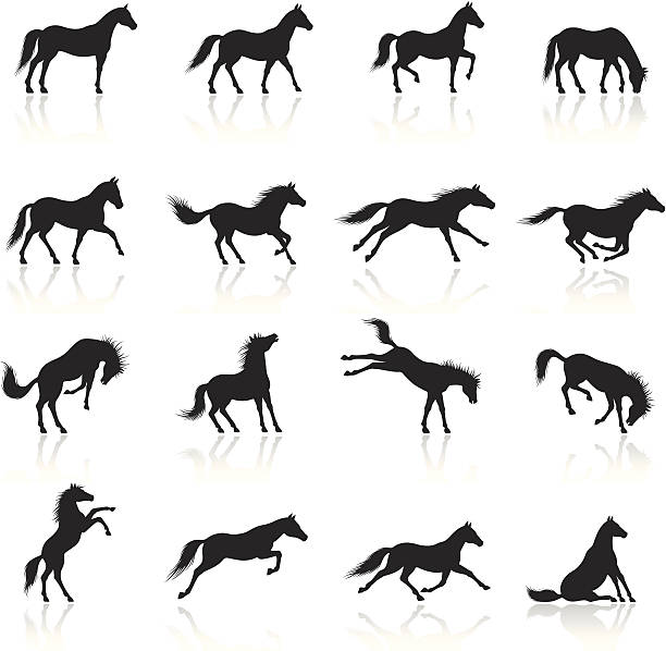 illustrations, cliparts, dessins animés et icônes de ensemble d'icônes de cheval - cheval