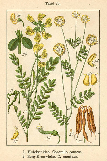 istock Botanic FiA v09 t23 Coronilla comosa et montana 467250379
