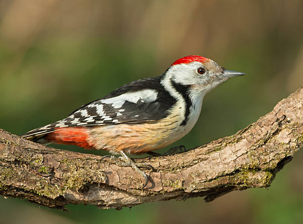 Middle Spotted Woodpecker (Dendrocopos medius) Middle Spotted Woodpecker (Dendrocopos medius) the middle spotted woodpecker dendrocopos medius stock pictures, royalty-free photos & images