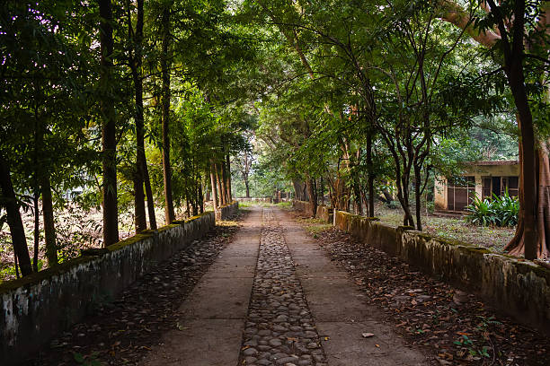 istock old tree alley with stone pavement in park 467251724