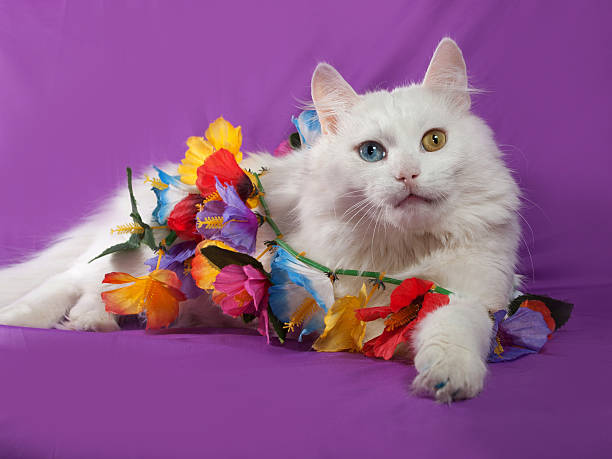 istock White cat with blue and yellow eyes lying on purple 467252314