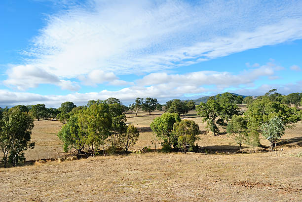 オーストラリア内陸部 - eucalyptus tree tree australia tropical rainforest ストックフォトと画像