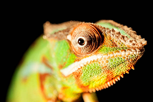 istock Close up portrait of an chameleon 467252800