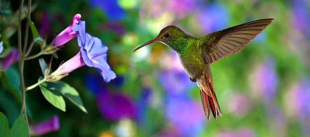 Hummingbird (archilochus colubris) in flight with tropical flowers on colorful background