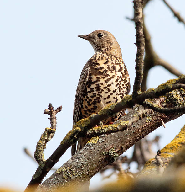 istock Song thrush perched in a tree garden bird 467253134