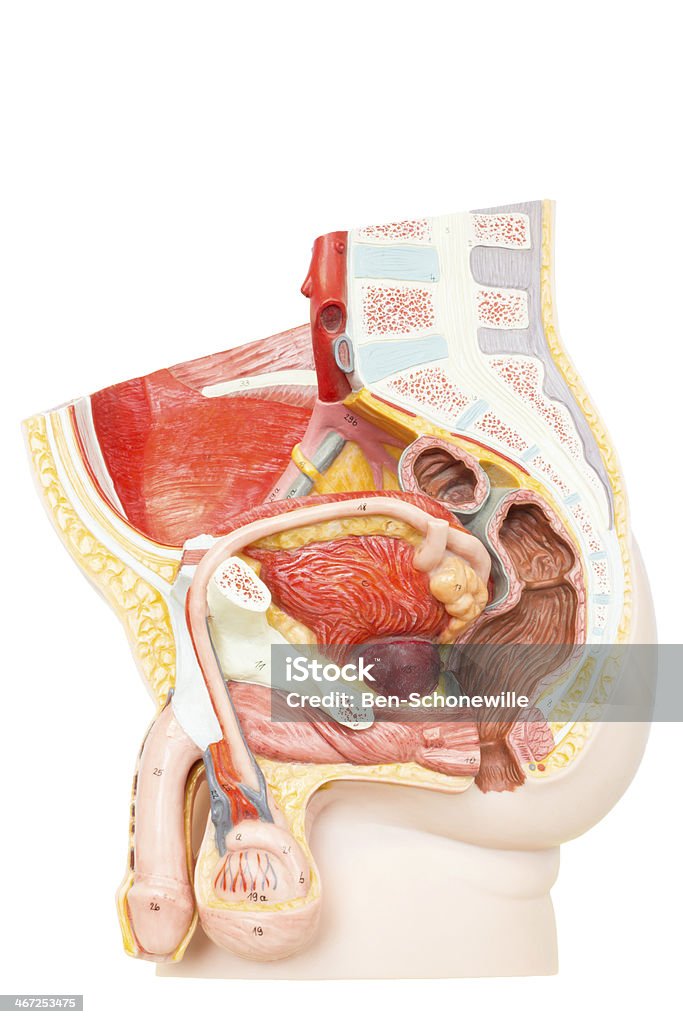 人間の男性生殖臓器 - 人体構造のロイヤリティフリーストックフォト