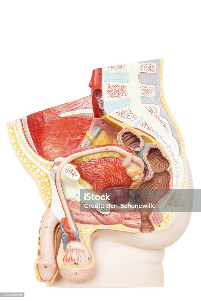 Órgãos reprodutores masculinos Humano - Royalty-free Anatomia Foto de stock