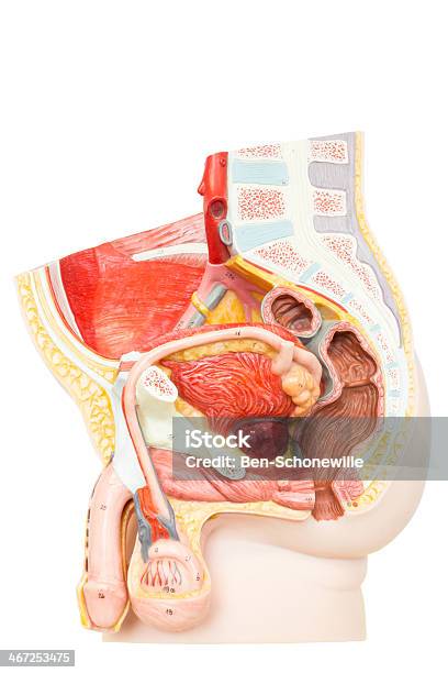 Órgãos Reprodutores Masculinos Humano - Fotografias de stock e mais imagens de Anatomia - Anatomia, Virilha Humana, Ânus