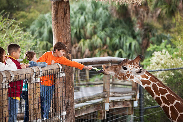 お子様用の動物園にいるキリン - field trip child learning classroom ストックフォトと画像