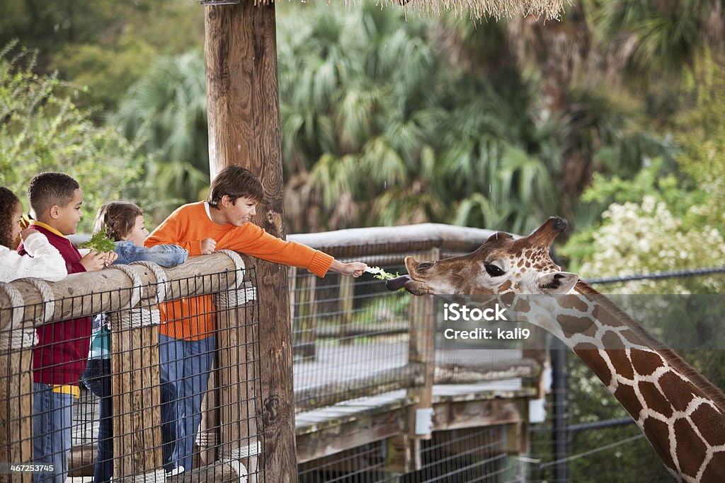 Children at zoo feeding giraffe Multi-ethnic group of children at zoo.  Boy (10 years) feeding giraffe. Zoo Stock Photo