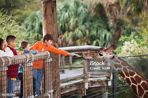 Children At Zoo Feeding Giraffe Stock Photo - Download Image Now - Zoo, Giraffe, Child