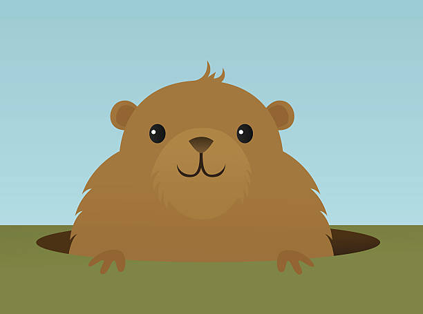 Furry brown groundhog peeks out of hole in the ground A vector illustration of a groundhog emerging from its hole in the ground. Gradients used. No meshes. groundhog stock illustrations