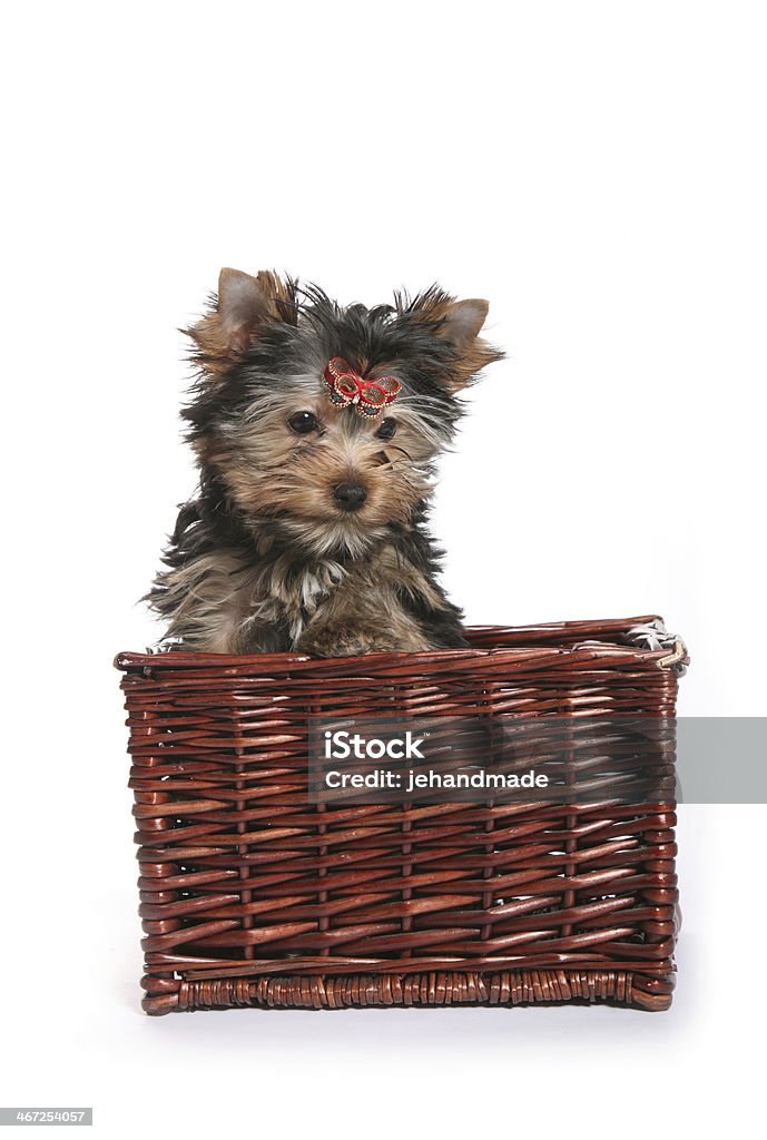 Mignon chiot Yorkshire Terrier dans un panier regardant vers le bas à gauche - Photo de Animal choyé libre de droits