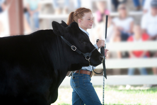Child showing a beef steer at a 4-H show during the County Fair.