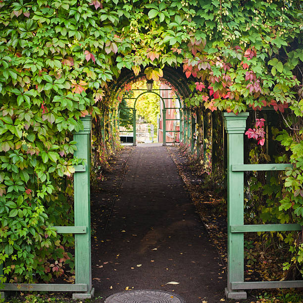 istock Branches of virginia creeper ramble on archway 467256169
