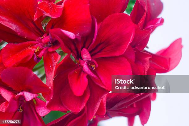 Photo libre de droit de Rouge Flower banque d'images et plus d'images libres de droit de Arbre en fleurs - Arbre en fleurs, Capitule, Fleur des zones tempérées