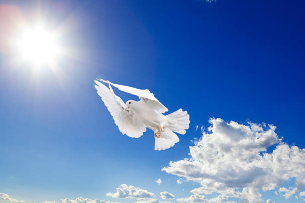 istock Dove in the air with wings wide open 467256362