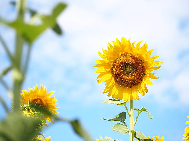 istock Sun flower in Summer, Thailand 467256380