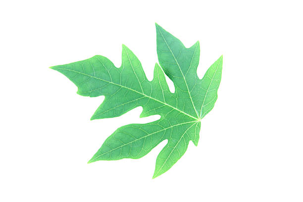 istock Green papaya leaves. 467256869