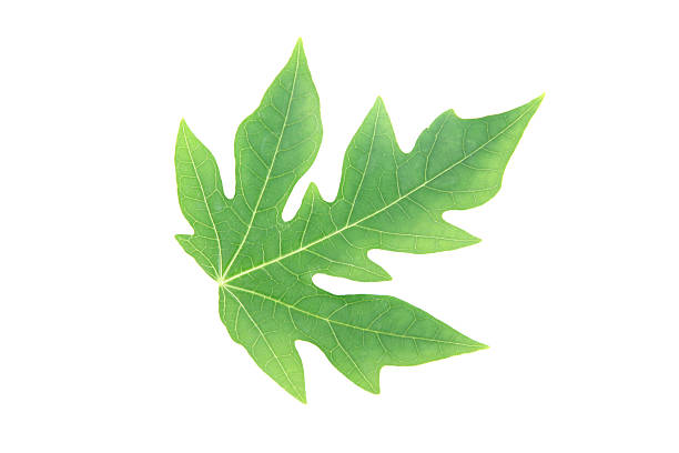 istock Green papaya leaves. 467256879