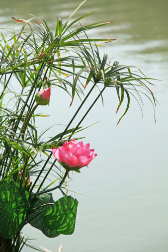 Lotus flower on Hoan Kiem lake, Hanoi capital, Vietnam.
