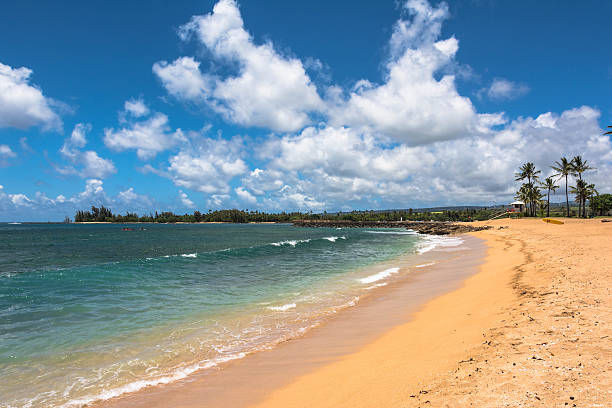 istock Beach along North Shore coast, Oahu 467256962