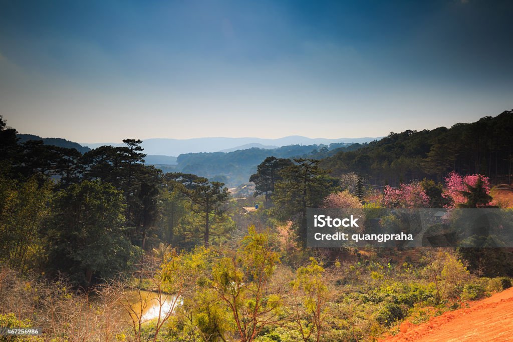 Cherry blossom 2015 Stock Photo