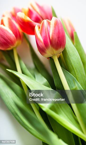 Colorful Tulips On White Background Stock Photo - Download Image Now - 2015, Anniversary, Arrangement