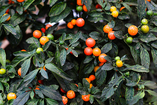 istock Round Red Chili Pepper Plant 467257182